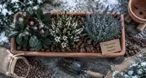 Plante extérieur toute saison : feuillage persistant, gel et culture en pot
